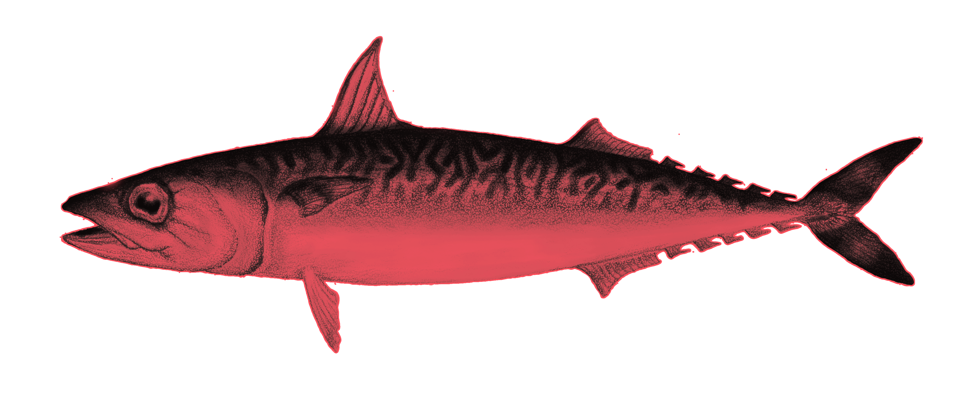 holy fish mackerel